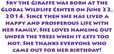 Sky the Giraffe was born at the Global Wildlife Center on June 22, 2014. Since then she has lived a happy and prosperous life with her family. She loves hanging out under the trees when it gets too hot. She thanks everyone who came out for her birthday!